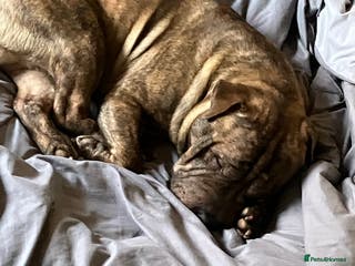 Mixed Breed dogs Sharpei x staffy - Advert 4