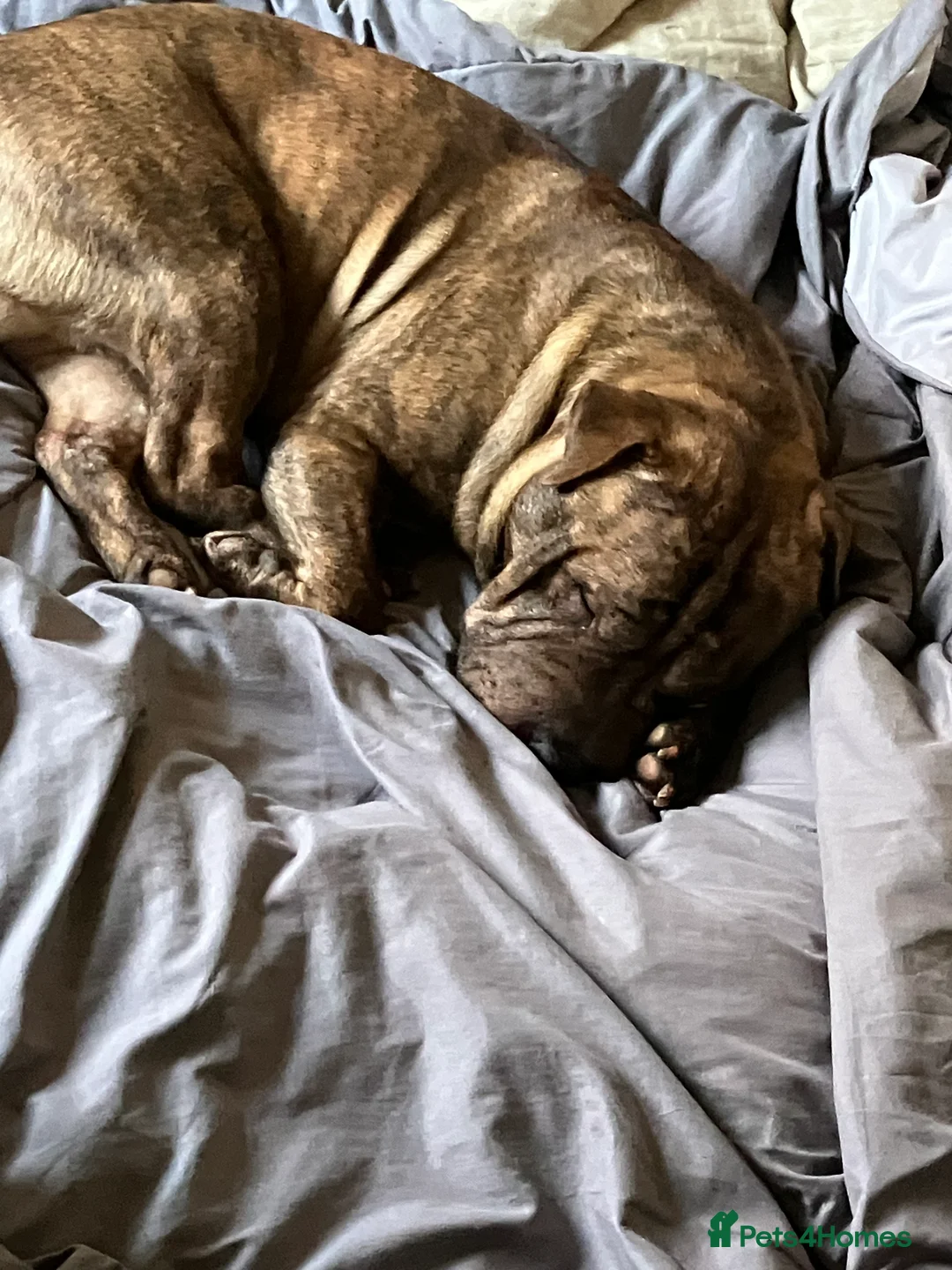 Mixed Breed dogs for stud: Sharpei x staffy  - Advert 1