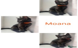 Mixed Breed cats for sale: 4 female kittens - Image 2