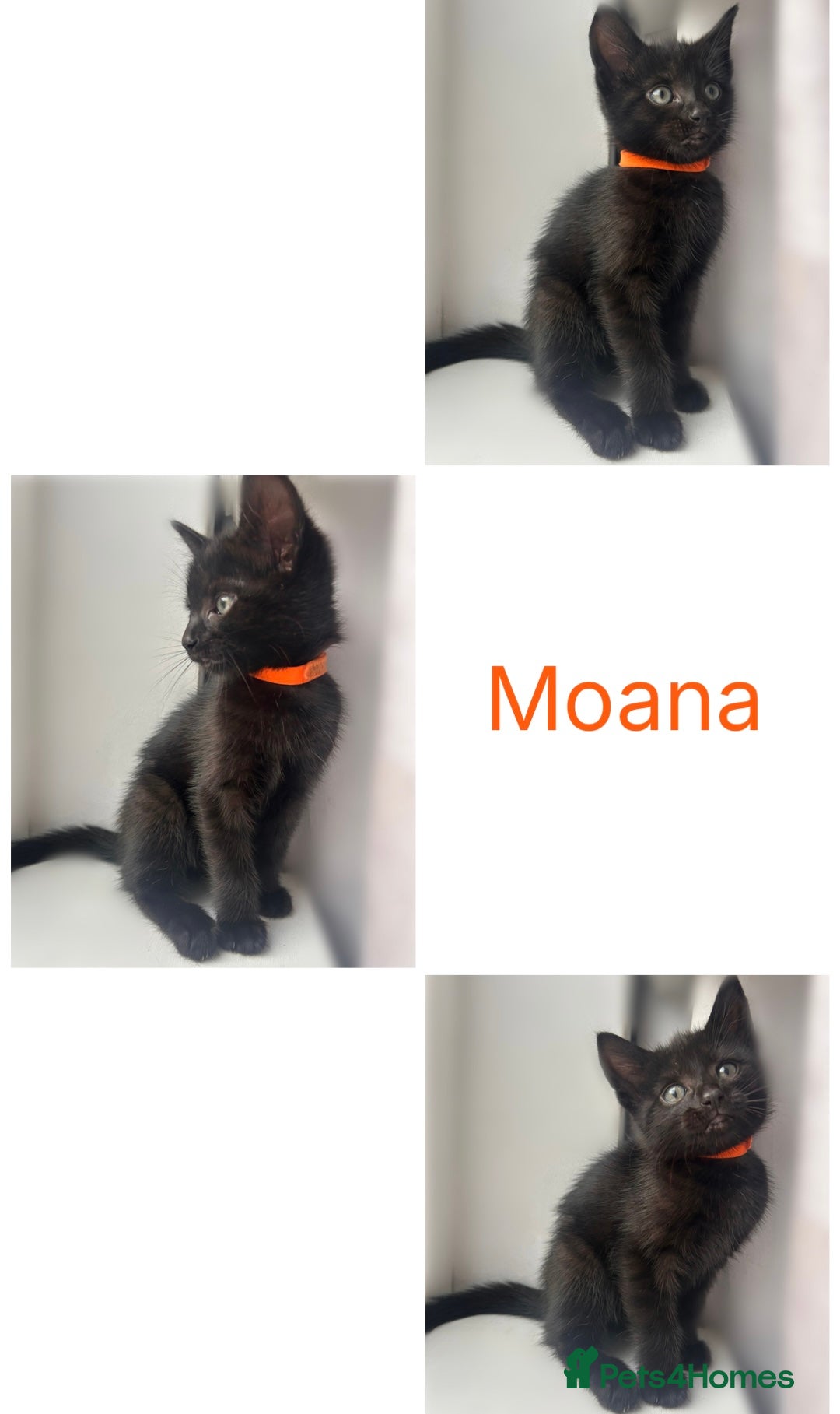 Mixed Breed cats for sale: 4 female kittens - Image 2