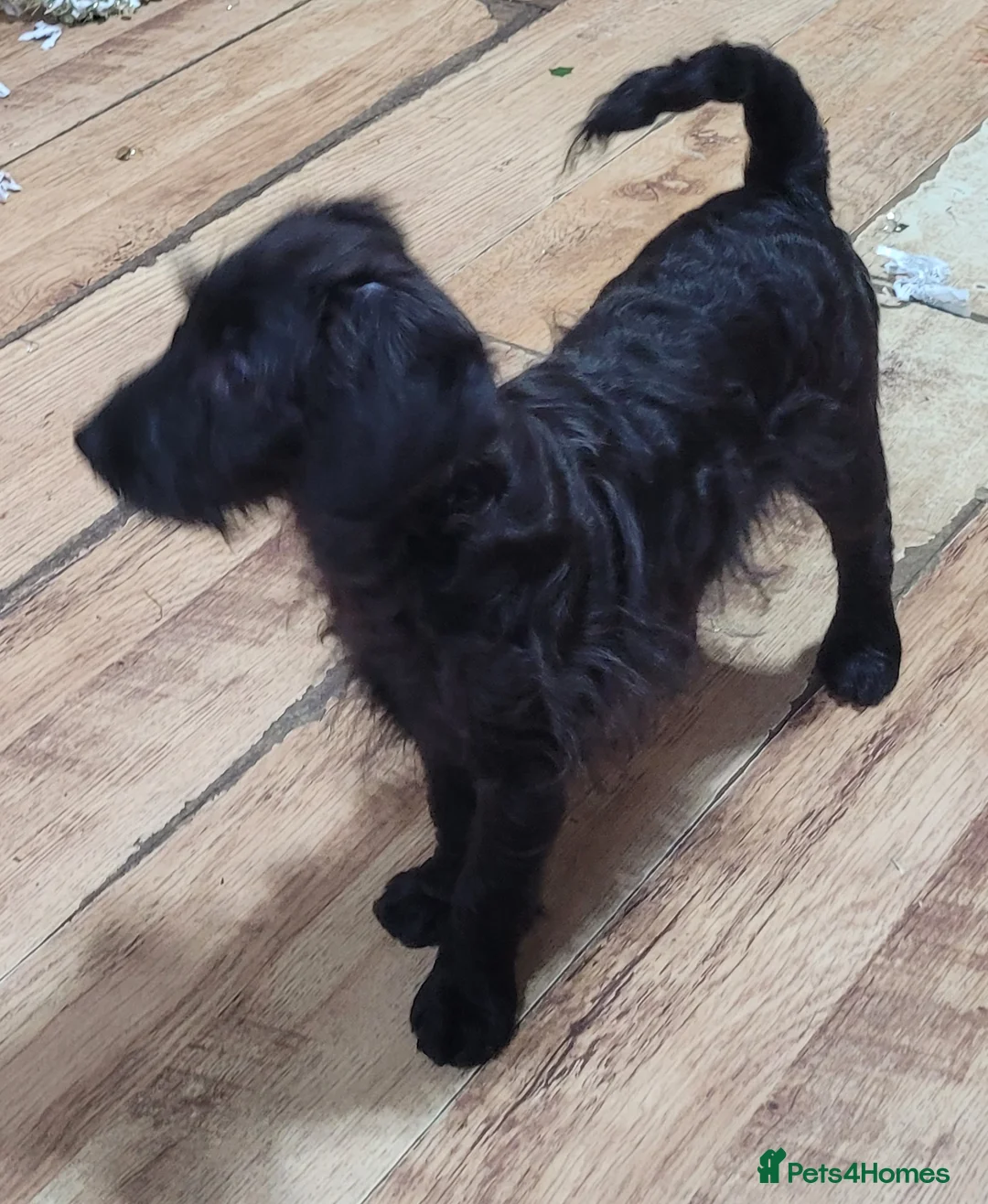 Labradoodle dogs for sale: Labradoodle puppies - Advert 18
