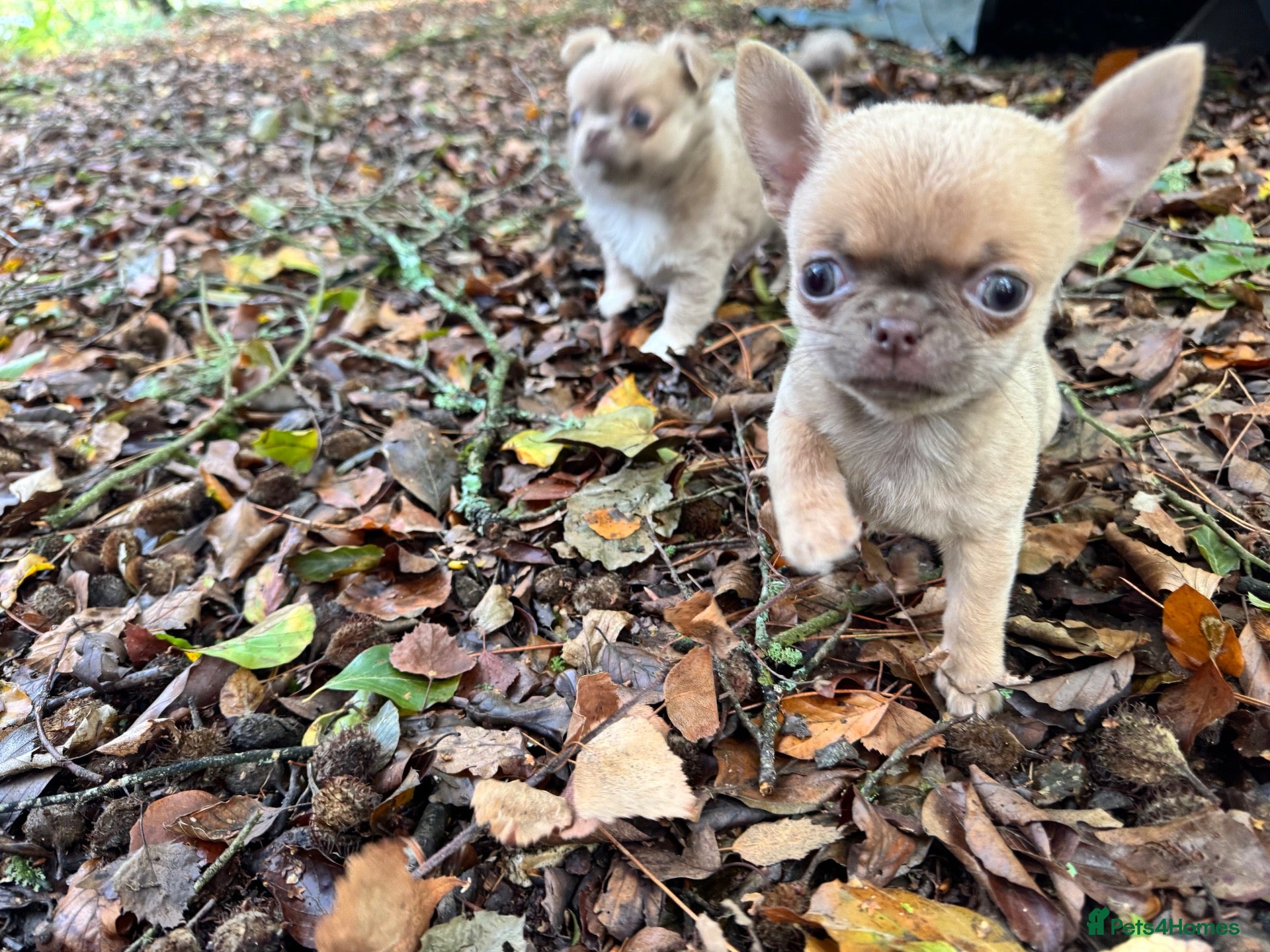 Chihuahua dogs for sale: Quality Adorable little Chihuahua Puppies - Advert 2