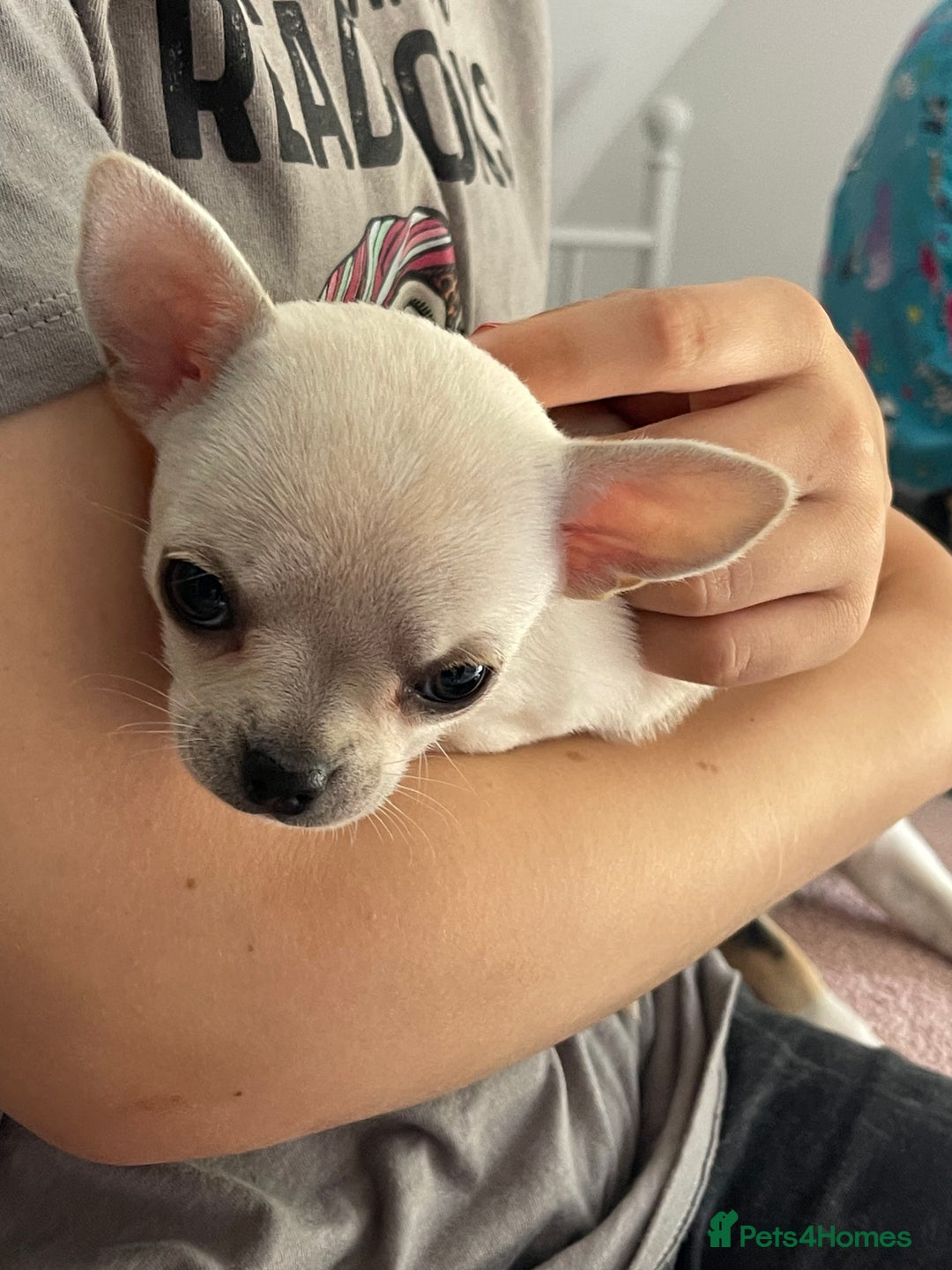 Chihuahua dogs for sale: KC Chihuahuas 🇬🇧 bloodlines 🌟🌟🌟🌟🌟 - Image 7