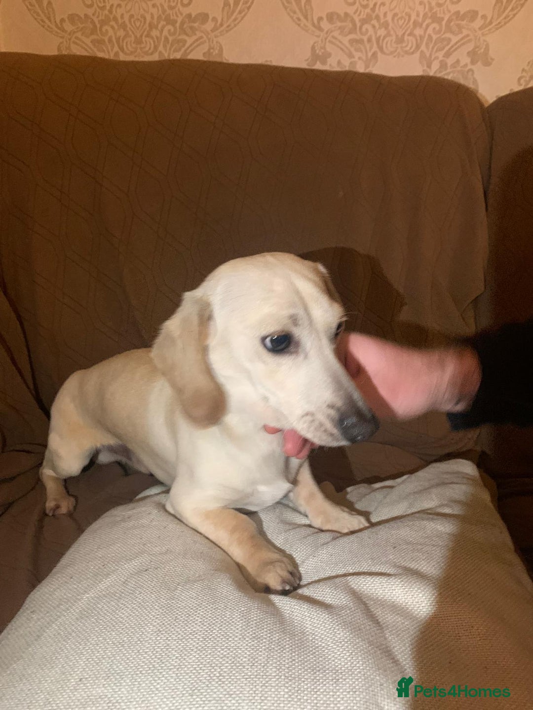 Miniature Dachshund dogs for sale: Minature cream Daschund boy  - Advert 6