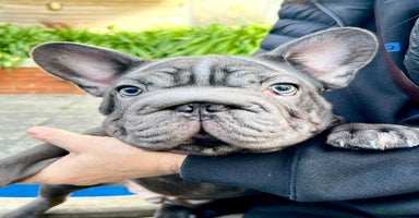 French Bulldog dogs French Bulldog 2 Boys 🐶 and 1 girl 🐶 - Advert 2