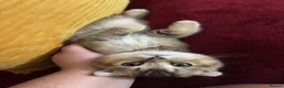 Scottish Fold cats for sale: Scottish Fold X British Shorthair Kittens - Advert 4