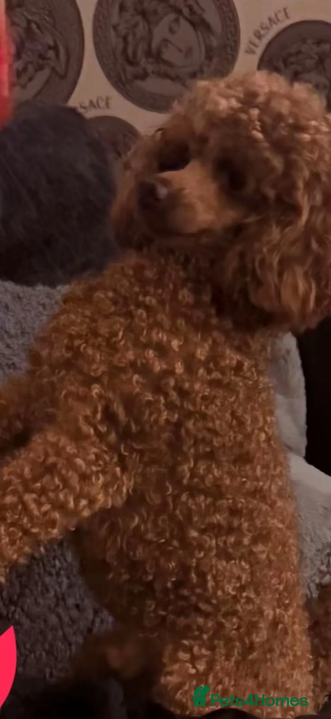 Cavapoo dogs for sale: Excessively dna health tested Cavapoo pups - Advert 2