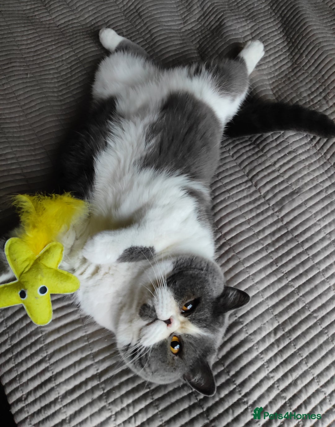 British Shorthair cats for sale: Show quality blue tortie girl. GCCF champ.lines - Advert 7