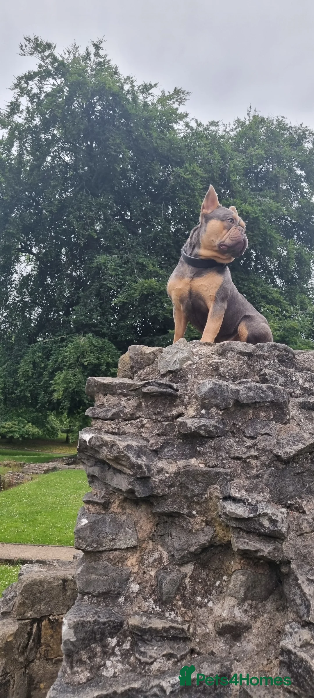 French Bulldog dogs for stud: KC registered fluffy carrier frenchie stud in Dudley - Advert 2