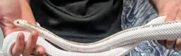 Snake reptiles for sale: Female black rat snake white sided - Advert 5