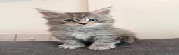 Maine Coon cats for sale: Champions- Bloodline Purebred Maine Coon Kittens - Advert 2
