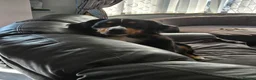 Bernese Mountain Dog dogs for sale: Bernese mountain dog (Bess). in Liverpool - Advert 15