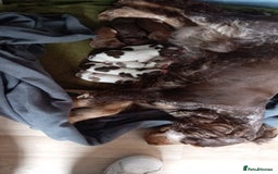 Cocker Spaniel dogs for sale: 8 beautiful kc reg show cocker puppy for sale - Image 23