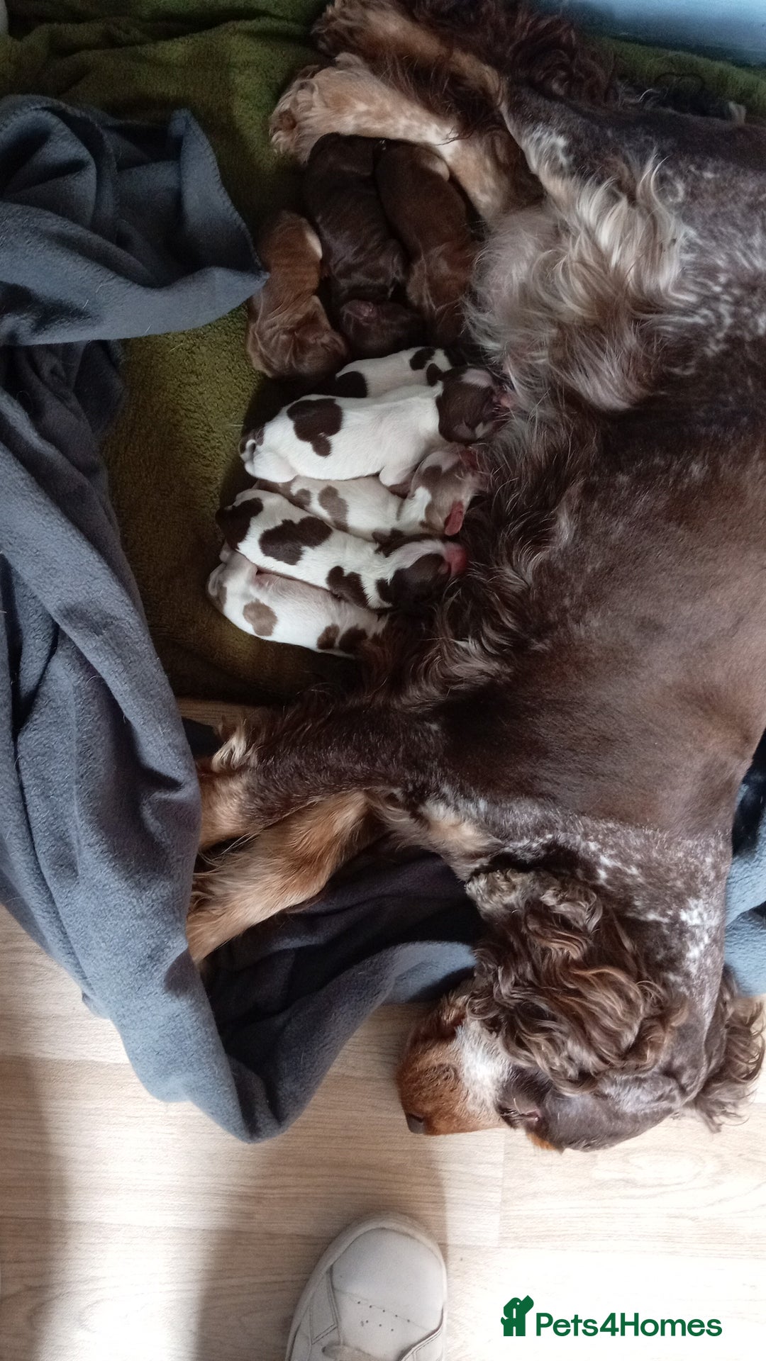 Cocker Spaniel dogs for sale: 8 beautiful kc reg show cocker puppy for sale - Image 23