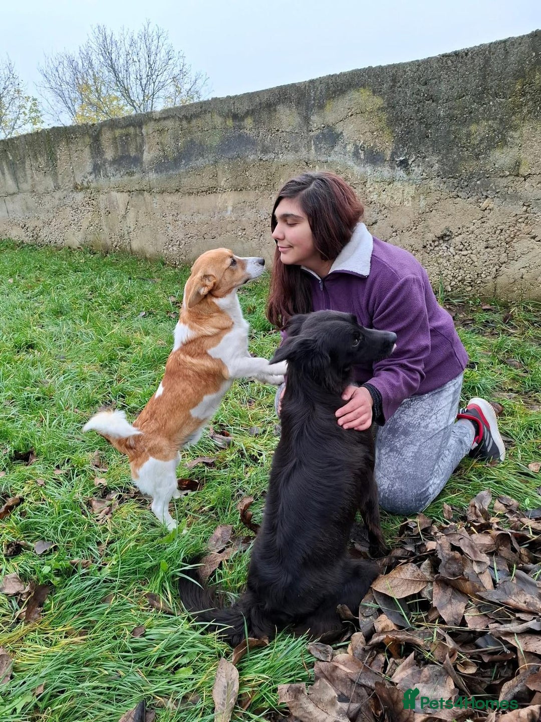 Mixed Breed dogs for adoption: Dewey. 1.5 yrs approx. Available for adoption. - Advert 2