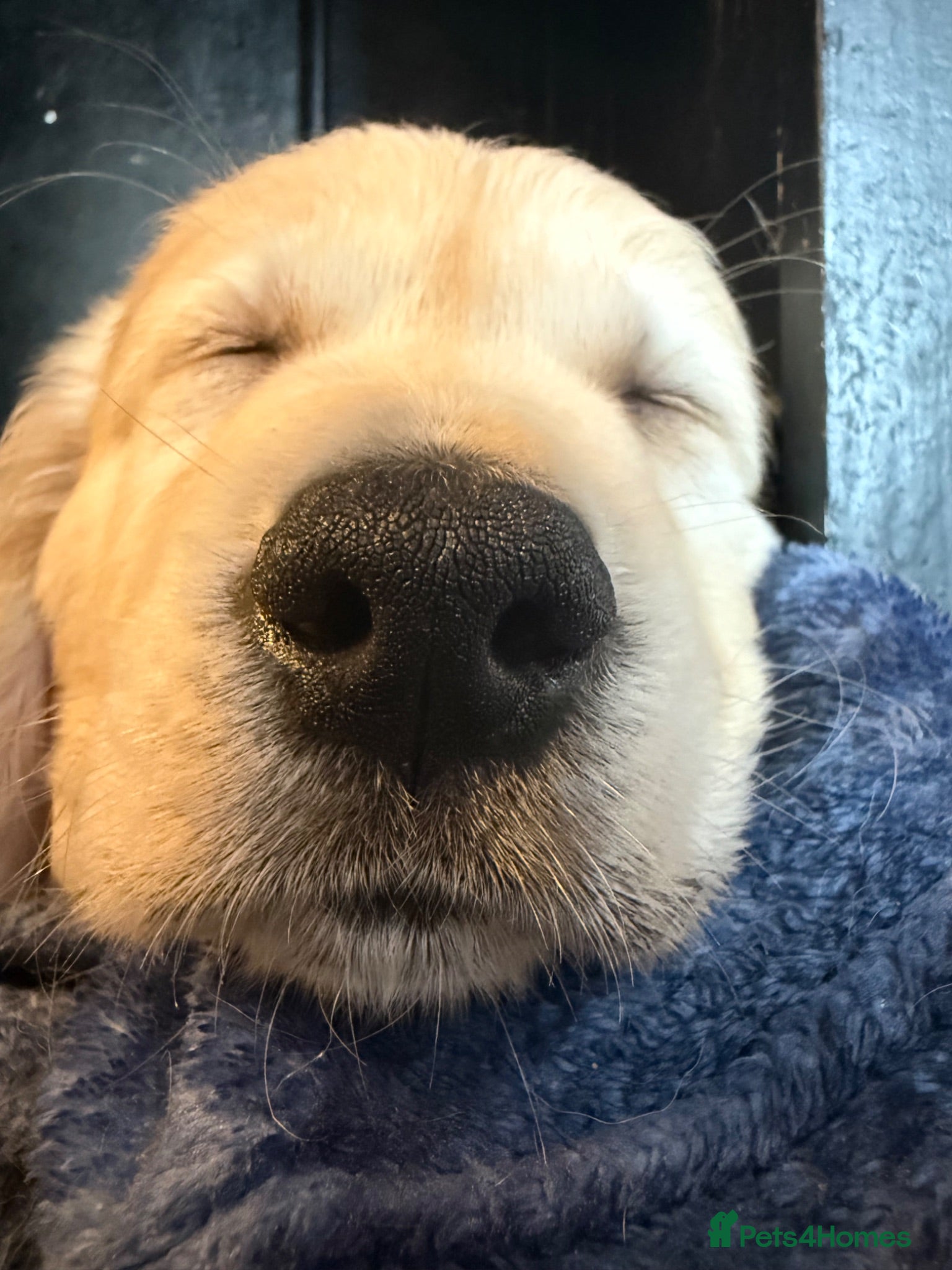 Golden Retriever dogs KC Registered Golden Retriever puppies.  - Advert 2