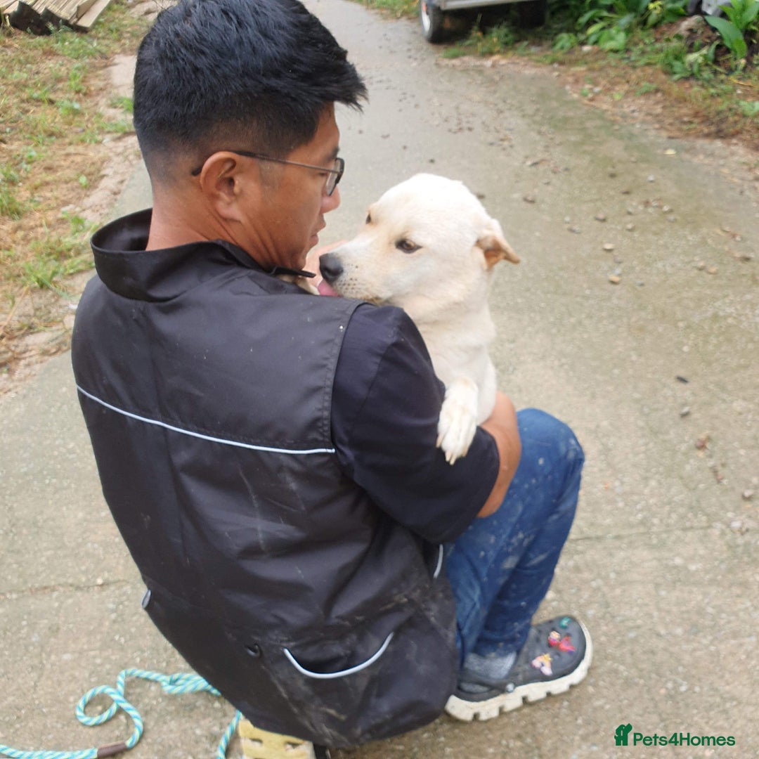 Japanese Shiba Inu dogs for adoption: jimmy 4 shiba mix meat trade survivor in Nottingham - Image 3