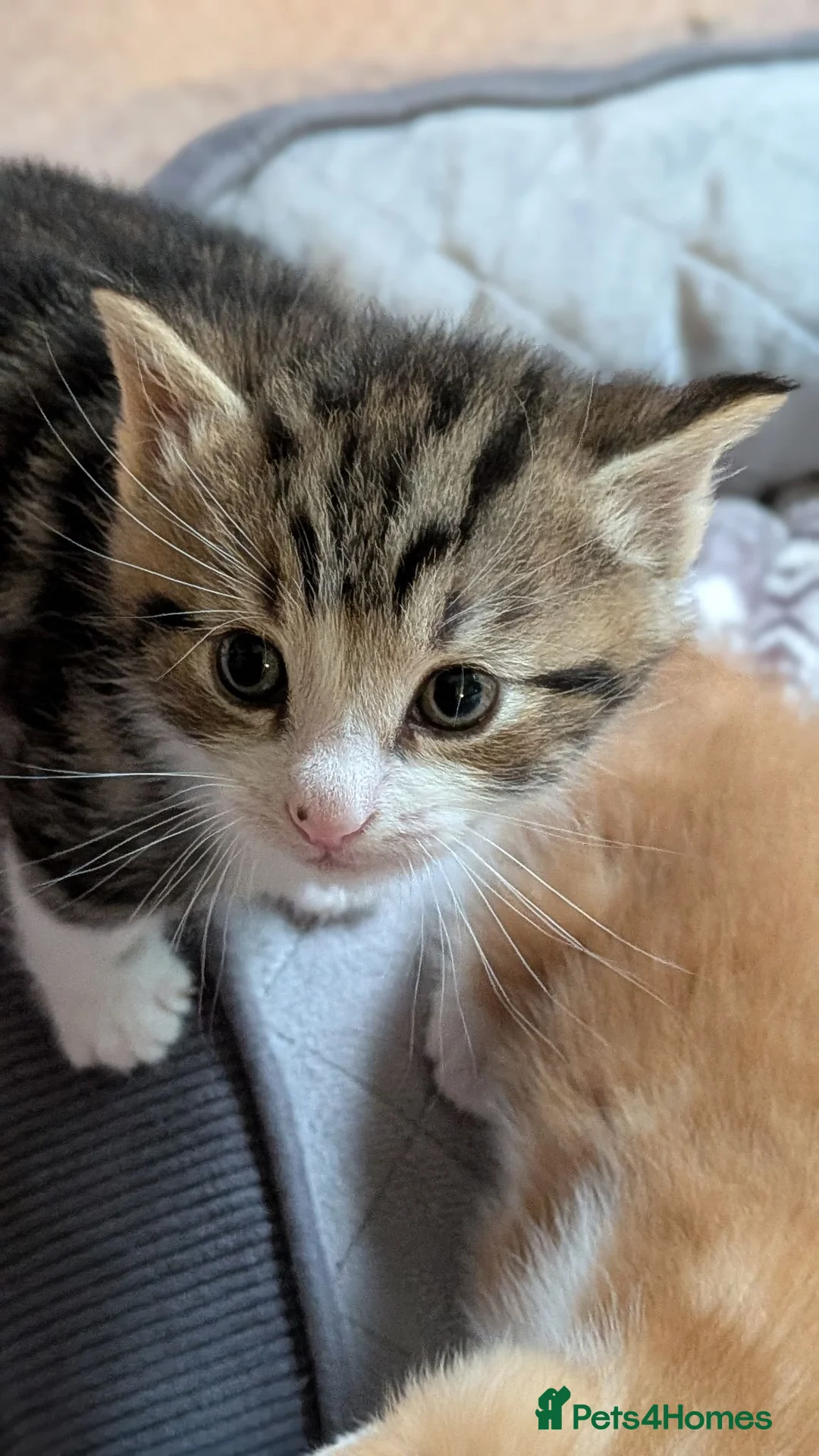 British Shorthair cats for sale: Beautiful happy and playful kittens  in Cwmbran - Advert 10