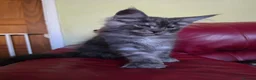 Maine Coon cats for sale: GCCF – Maine Coon kittens - Advert 11