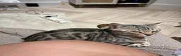 Bengal cats for sale: Silver bengal Nala - Advert 6