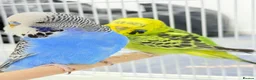 Budgerigars birds for sale: Budgies pair & cage in Dagenham - Advert 2