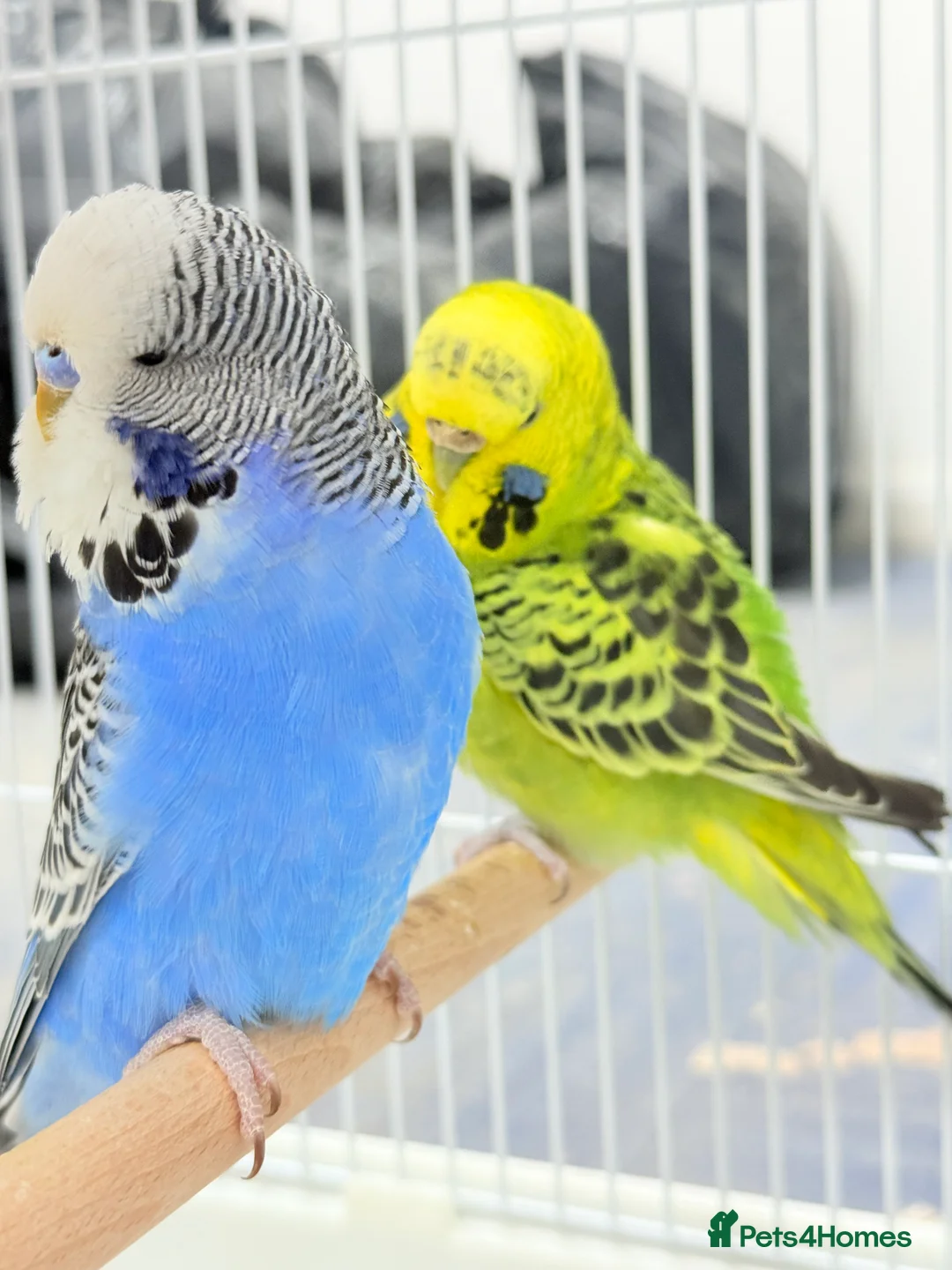 Budgerigars birds for sale: Budgies pair & cage in Dagenham - Advert 2