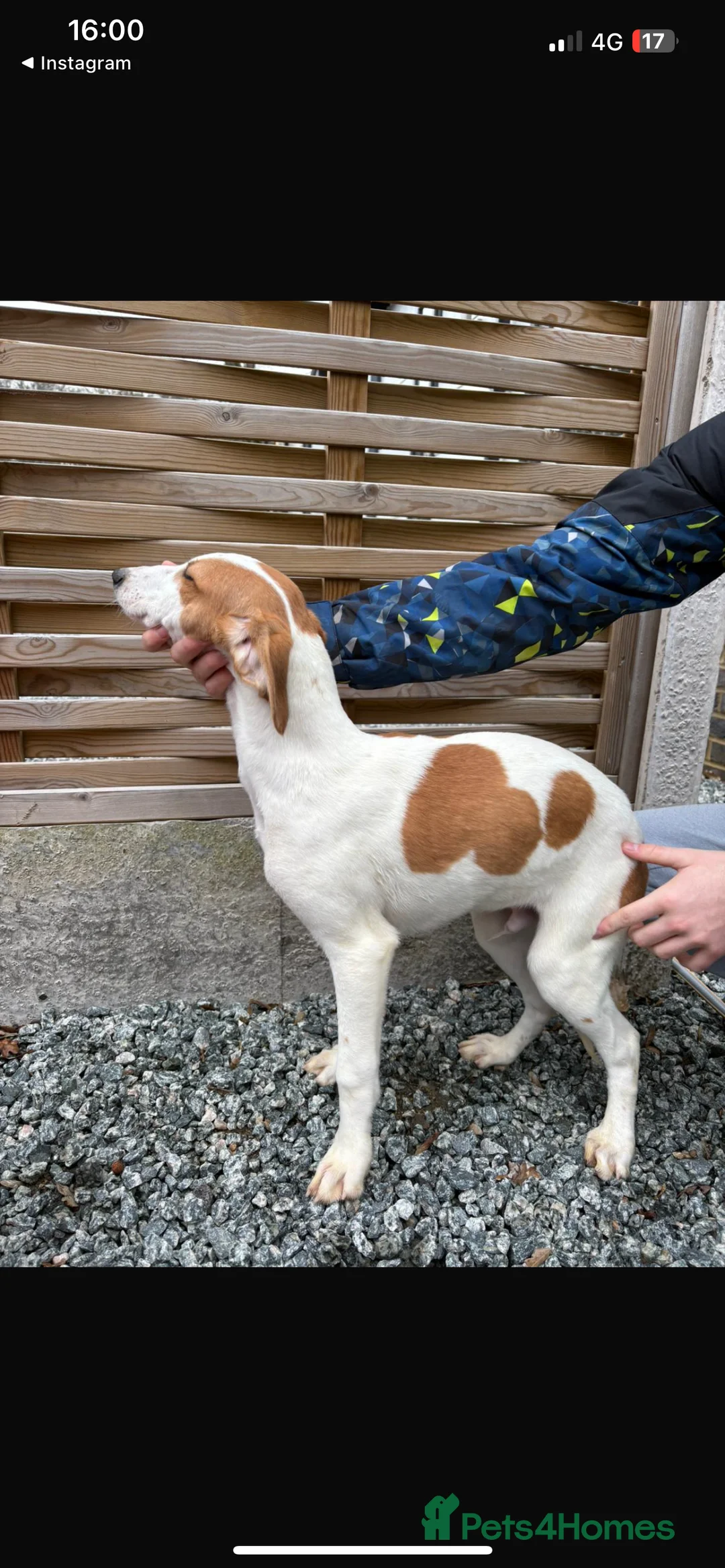 Mixed Breed dogs for sale: Saluki puppies  - Advert 8
