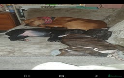 Staffordshire Bull Terrier dogs for sale: 2 boy pups Staffies - Image 7