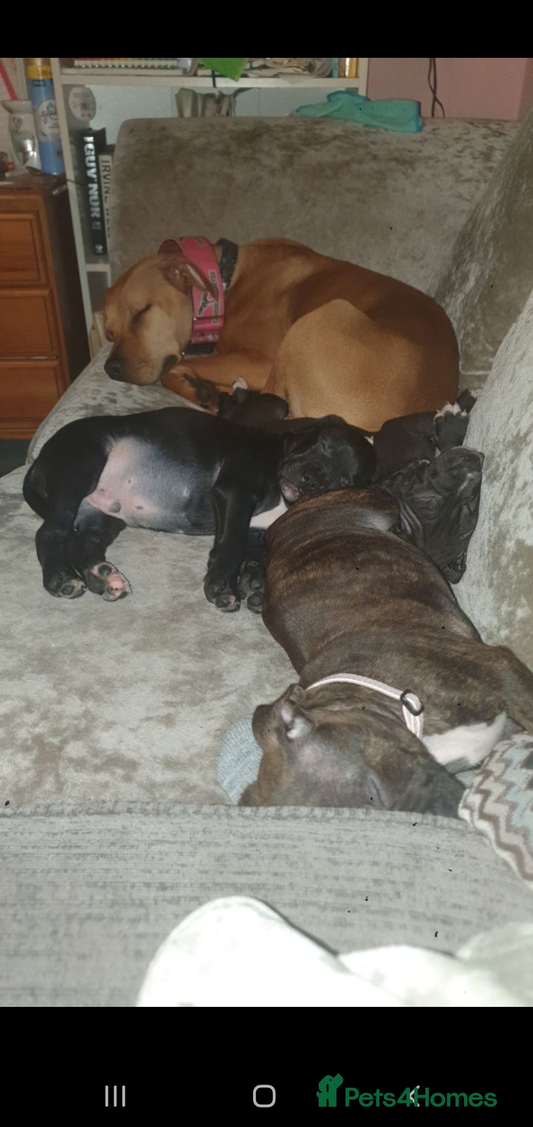 Staffordshire Bull Terrier dogs for sale: 2 boy pups Staffies - Image 7