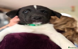 Mixed Breed dogs for sale: Labrakita - Image 19