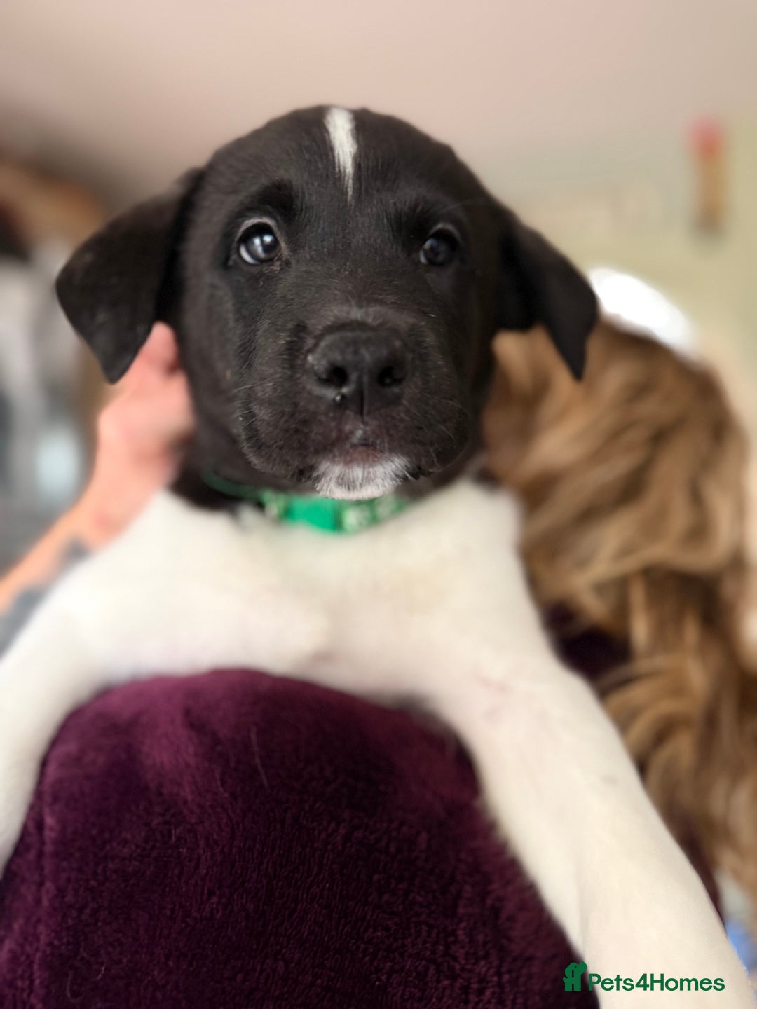 Mixed Breed dogs for sale: Labrakita - Image 19