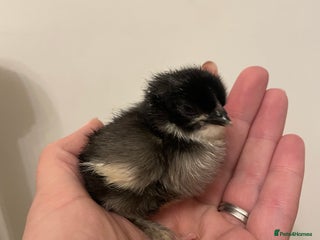 Chickens poultry Black and Blue Copper Marans (born 3/12) - Advert 6