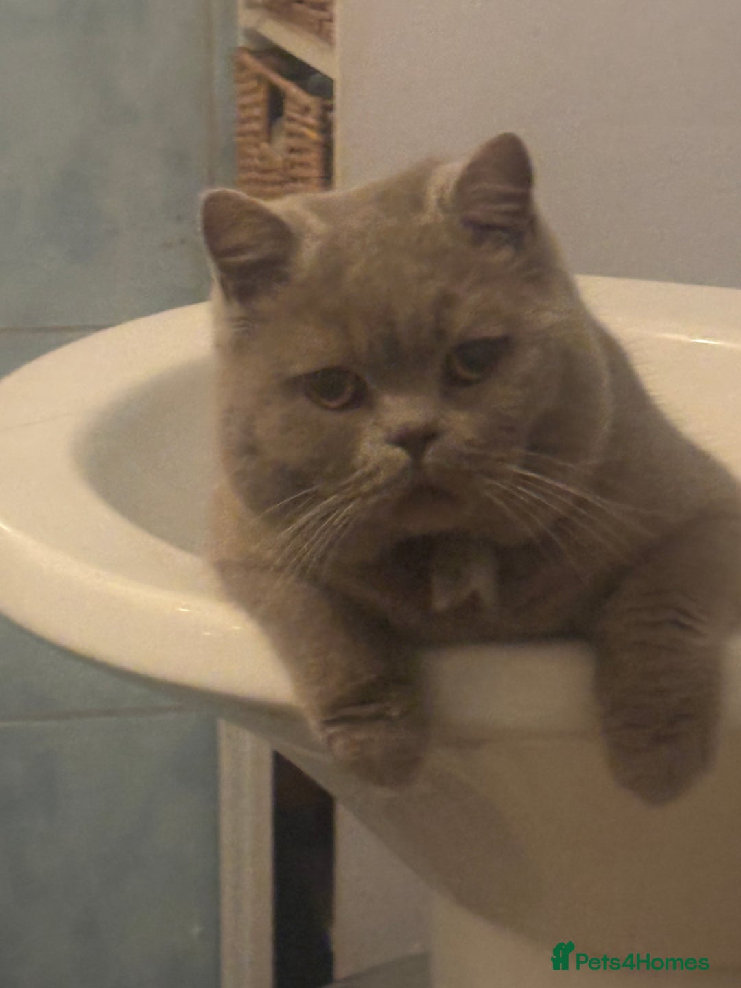 British Shorthair cats for stud: British shorthair proven stud - Advert 14