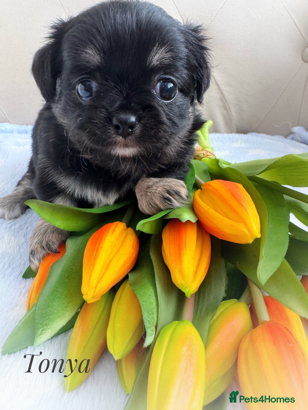 Chihuahua dogs for sale: KC long coat quality chihuahua Licensed breeder - Image 2