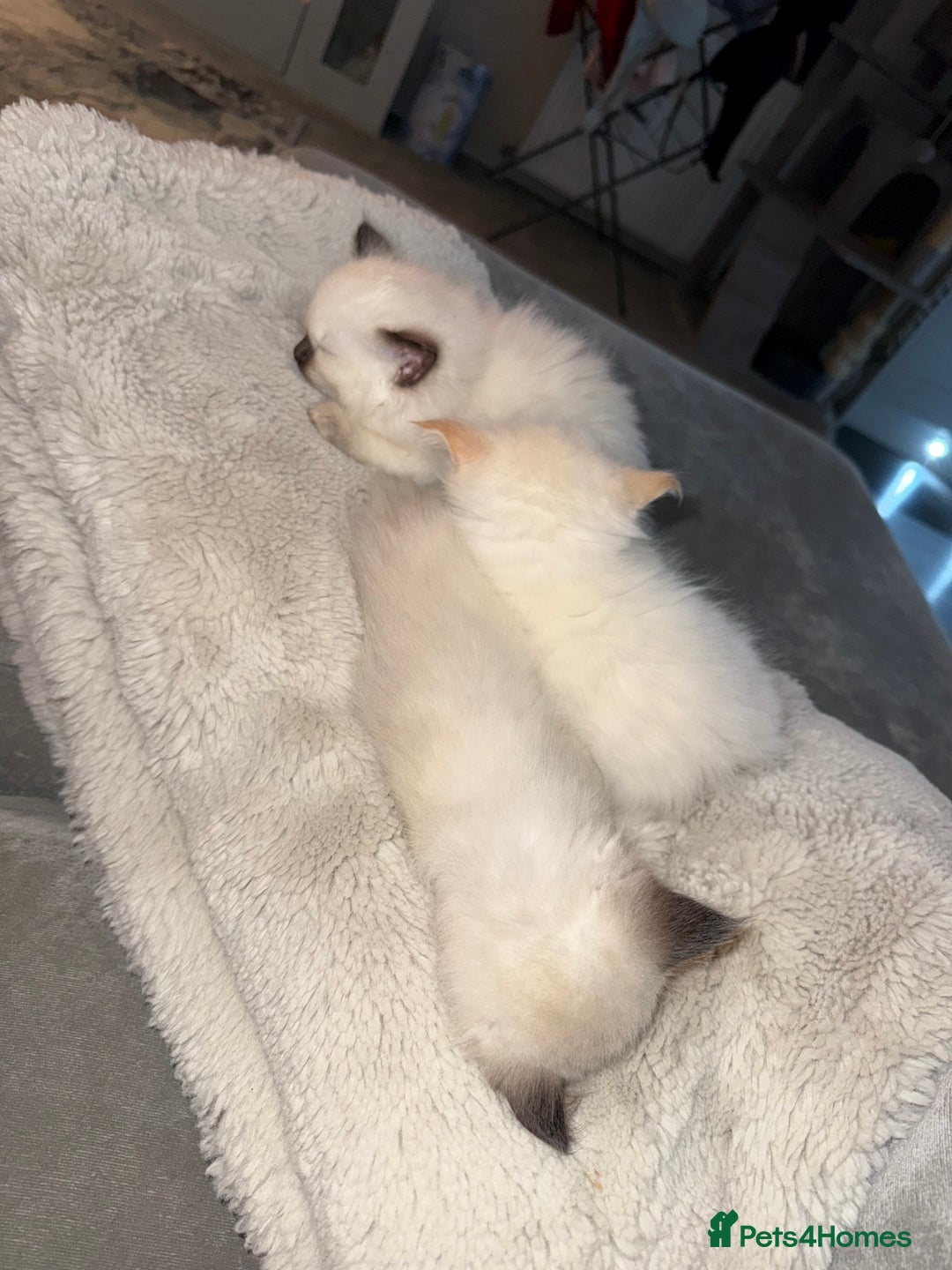 Ragdoll cats for sale: 🌟 Beautiful Ragdoll Kittens – Ready Soon! 🌟 - Image 10