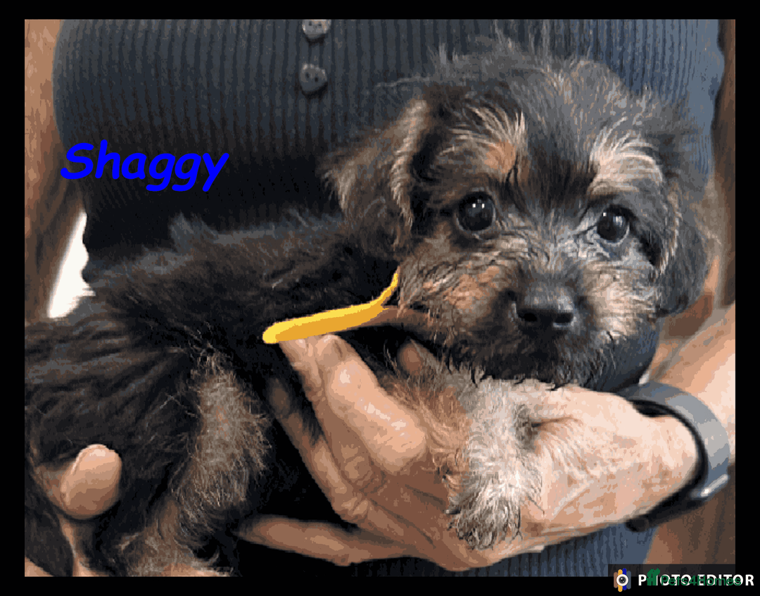 Mixed Breed dogs for sale: Beautiful Borderpoo Puppies – Ready 24th August - Image 22