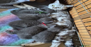 British Shorthair cats - Advert 12