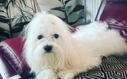Maltese dogs for stud: 🐬 Beautiful Korean Maltese Stud 🐬 - Image 1