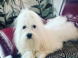 Maltese dogs 🐬 Beautiful Korean Maltese Stud 🐬 - Advert 5