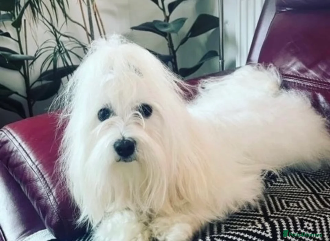 Maltese dogs for stud: 🐬 Beautiful Korean Maltese Stud 🐬 - Advert 1