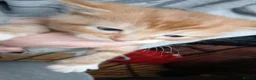 Mixed Breed cats for sale: 5 kittens for sale  in Nuneaton - Advert 3