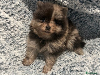 Pomeranian dogs Very adorable Pomeranian Puppies - Advert 1