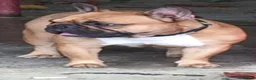 French Bulldog dogs for stud: Champion French Bulldog Available for STUD - Advert 6