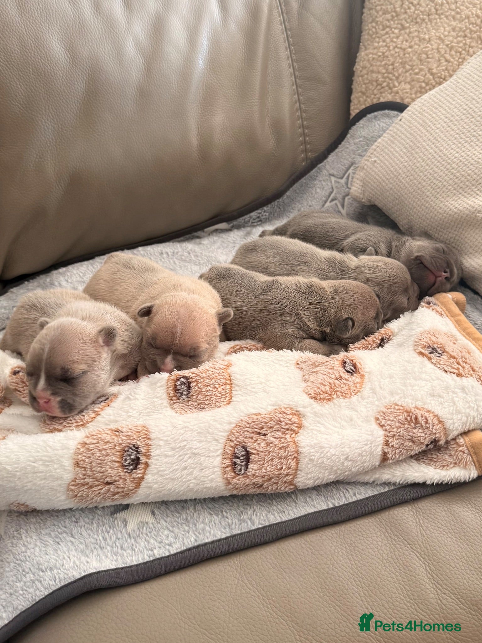 French Bulldog dogs French bulldog puppies now available  - Advert 2