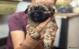 Shih Tzu dogs for sale: Shih Tzu puppies - Image 2