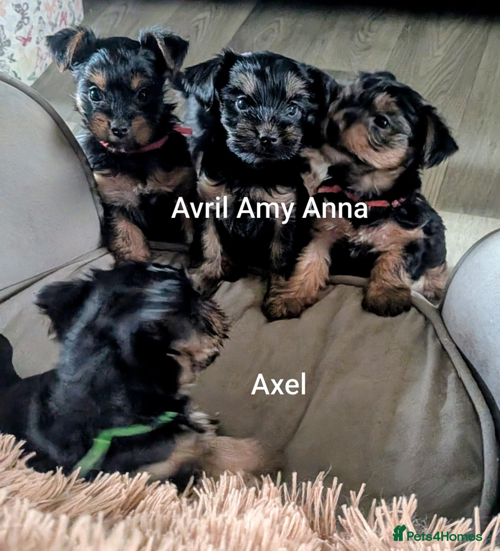Yorkshire Terrier dogs ANMACO Yorkshire Terriers KC Ped - Advert 4