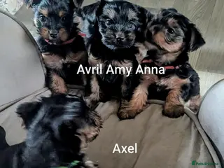 Yorkshire Terrier dogs ANMACO Yorkshire Terriers KC Ped - Advert 4