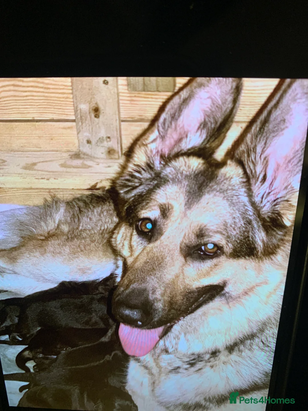 German Shepherd dogs for sale: KC fully health tested parents GSD pups  - Advert 2