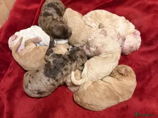 Cockapoo dogs Cockapoo puppies - Advert 10