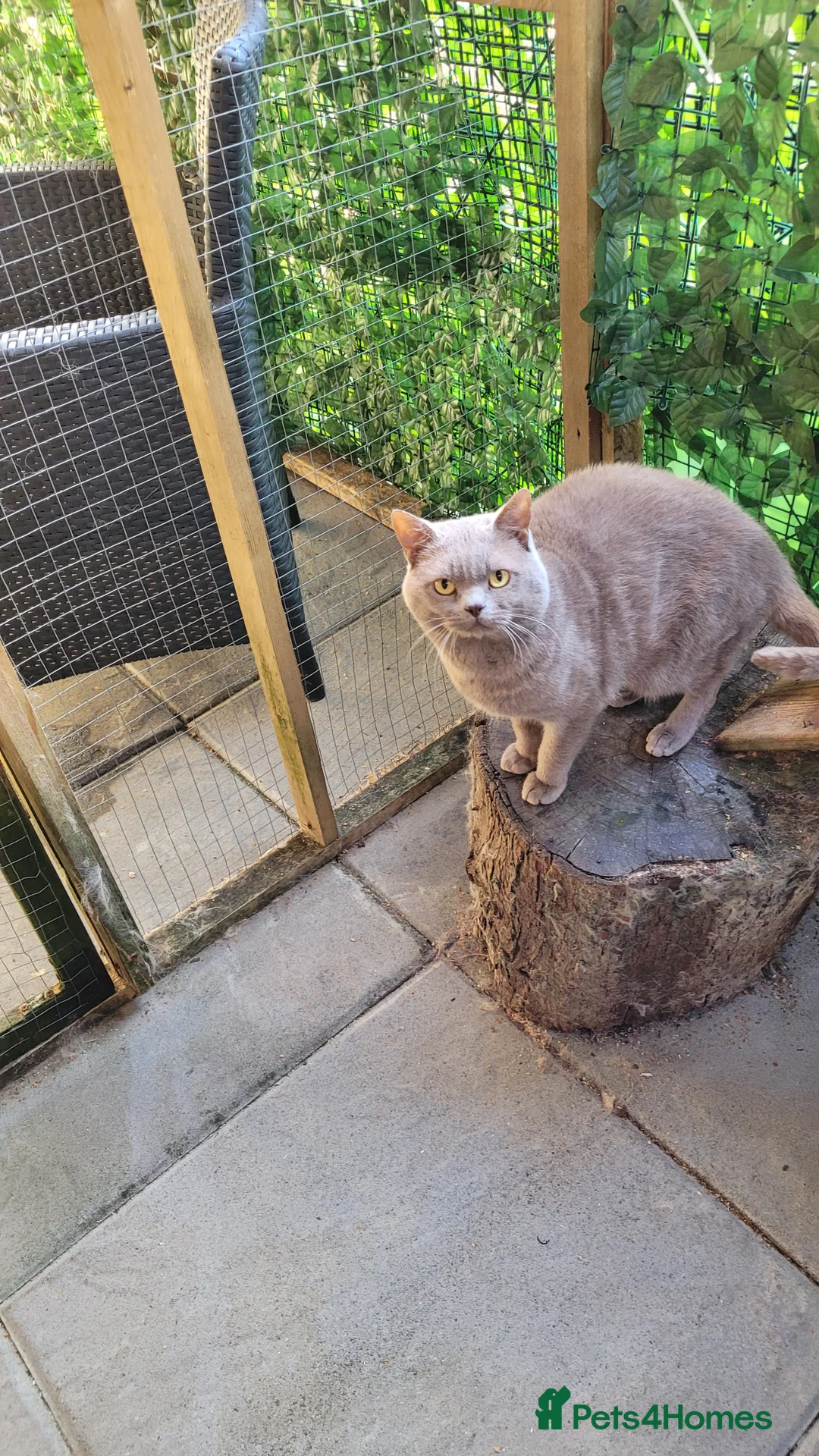 British Shorthair cats for stud: Blue for stud - Advert 3